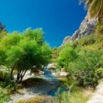 Preveli Trees Forest Palm Preveli Damnioni Rethymnon tour