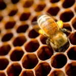 beehives Cretan Farm Buffet Olive oil festival experience in Creete