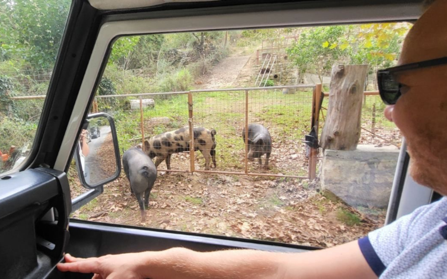 Off Road animals observe from Jeep Safari1