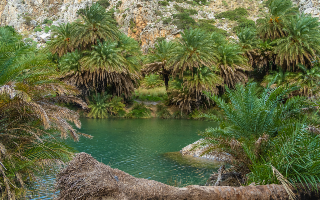 Preveli Palm Beach Forest Safari1